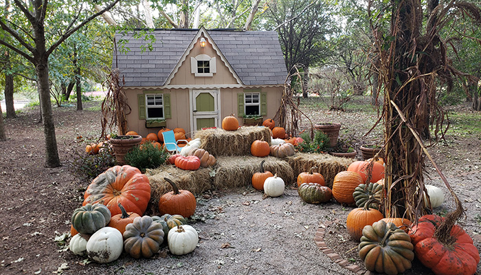 child-sized cottage surrounded by pumpkins