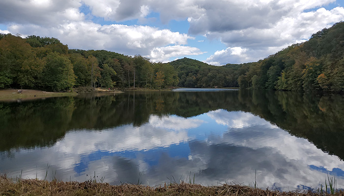 lake surrounded by trees