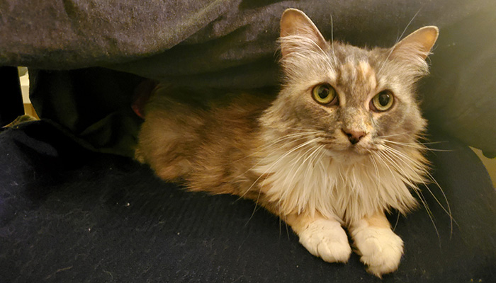 beautiful long-haired calico cat