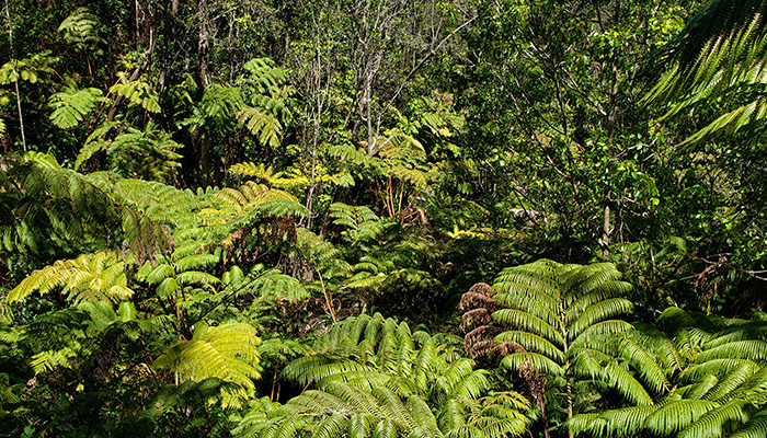 giant ferns in Hawaiian rain forest