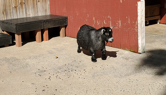 black pygmy goat