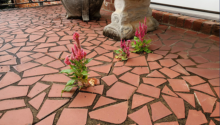 flowers growing through paving stones