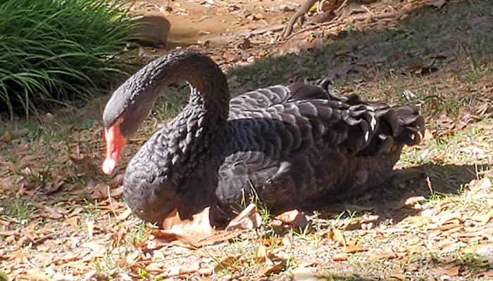 a black swan