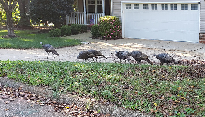 family of wild turkeys