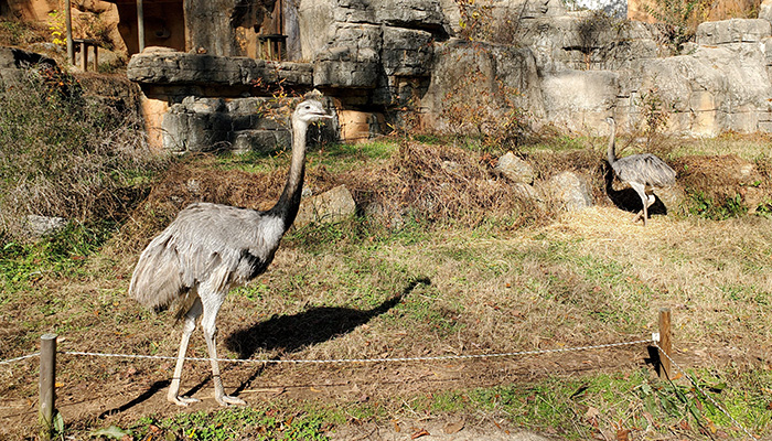 pair of emus
